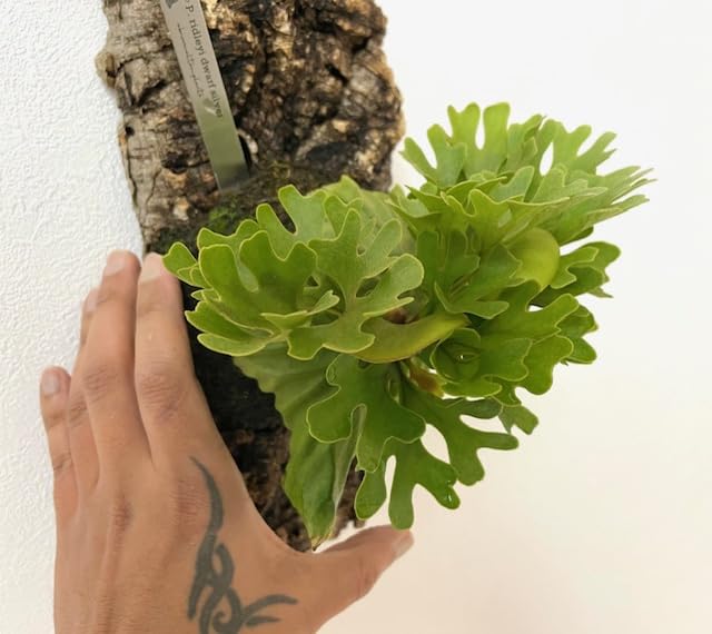 【くれぽ】ビカクシダ Amazon｜frog_yamato【ridleyi dwarf silvery】リドレイ ドワーフ